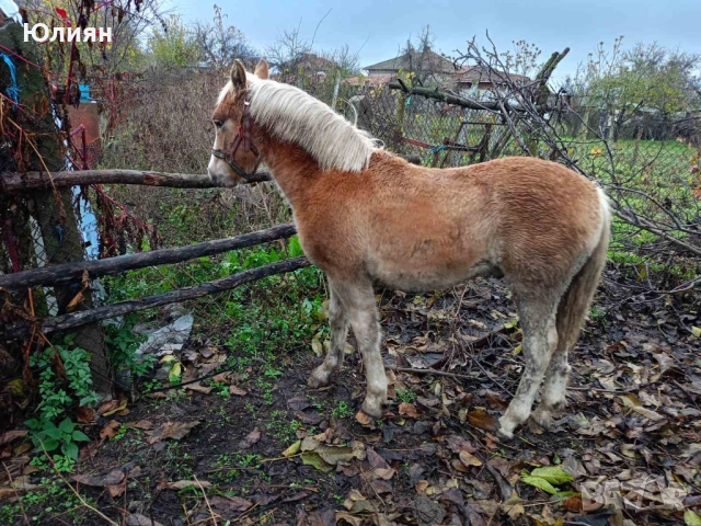 Продавам понита и коне, снимка 2 - Коне - 47149898