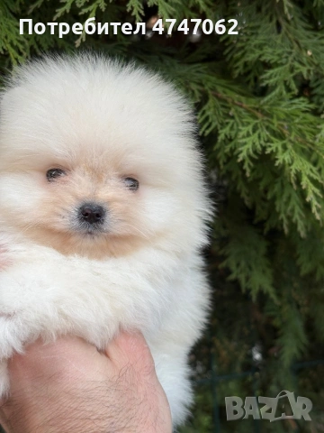 Померан мъжки