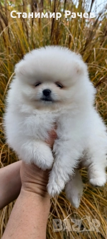 Померан Померани , снимка 4 - Померан - 52896198