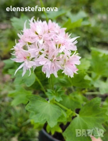 Сортово мушкато - стелар, възрастно, снимка 5 - Стайни растения - 53477674