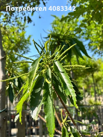 Ядлив Сладък Кестен, снимка 3 - Градински цветя и растения - 50583885