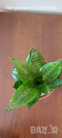 Сансевиери различни и спатифилум , снимка 3 - Стайни растения - 35698631