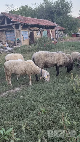 Продавам прасета 50-70 кг и ОвЦЕ, коч, снимка 5 - Прасета - 56275621