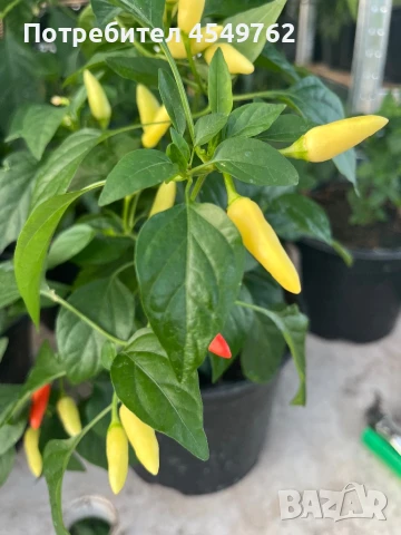 Екзотични люти чушки в саксия, снимка 6 - Градински цветя и растения - 51202444