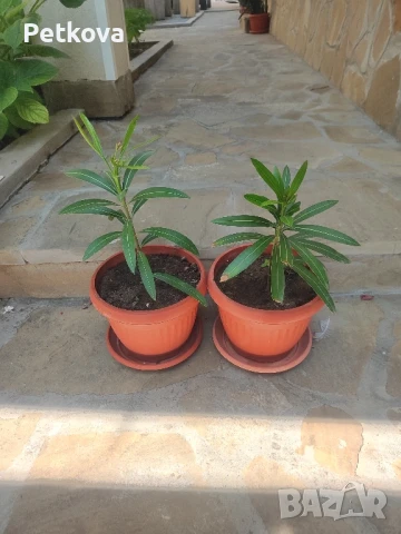 зокуми(олеандър), снимка 4 - Стайни растения - 50961931