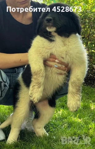 Продавам малки кученца, снимка 1