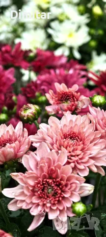 Само 2.80€ за брой На Най ниски цени ! Кълбовидна хризантема ., снимка 3 - Градински цветя и растения - 55710823