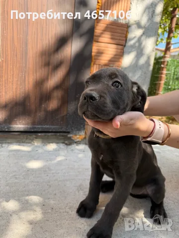 Продавам кученца Кане Корсо , снимка 7 - Кане корсо - 56051211