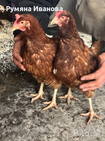 Продавам кокошки носачки , снимка 2 - Кокошки и пуйки - 53223537
