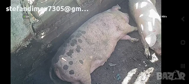 2бр майки свине от300 до 350 кг........, снимка 2 - Прасета - 55692238