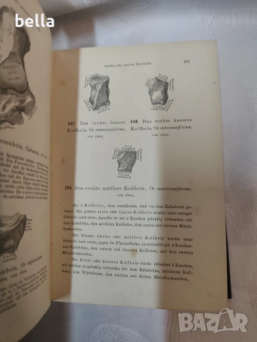 Антикварен медицински атлас по Анатомия (1875 г.) – Dr. Heitzmann 1875 год. , снимка 10 - Антикварни и старинни предмети - 53618907