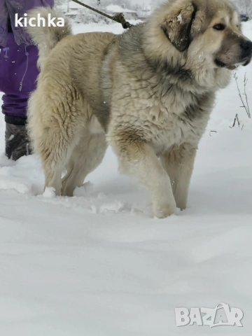 Кавказка овчарка, снимка 11 - Кавказка овчарка - 53840449