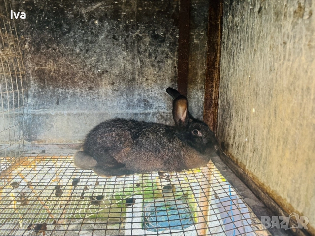 Продавам зайци на 6 месеца, снимка 3 - Други - 53056162