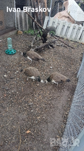 пауни индийски , снимка 3 - Кокошки и пуйки - 52198006