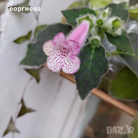 ризоми колерия и ахименес, снимка 4 - Стайни растения - 53291033