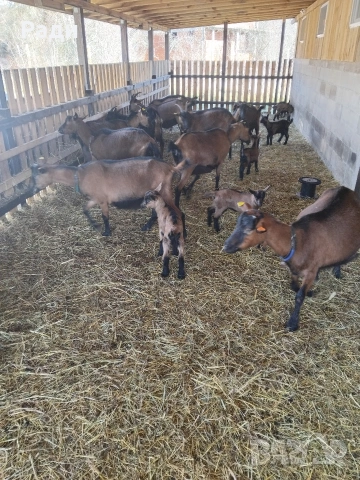 продавам ярета френски алпин , снимка 3 - Кози - 53735476