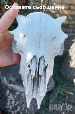 Стар череп от животно,  за декорация - 4, снимка 1 - Други - 42322199