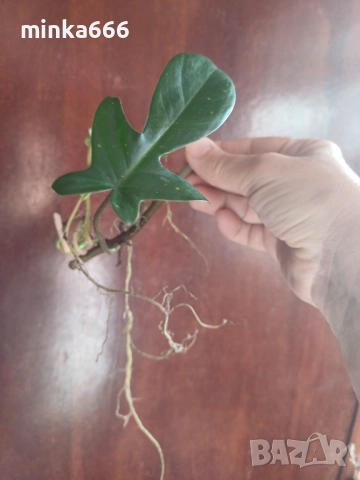 Филодендрон Флорида с корени.