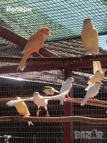 продавам канарчета , снимка 6 - Канари - 41999893