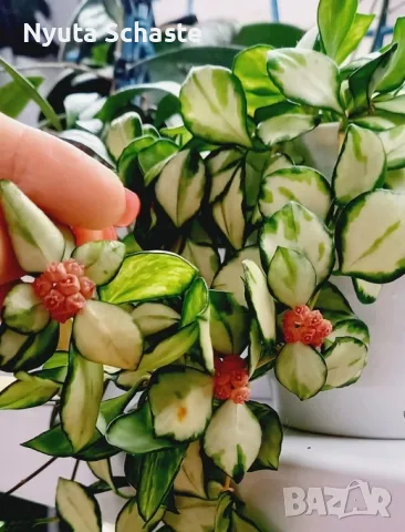 Хоя Heuschkeliana variegata pink. , снимка 1