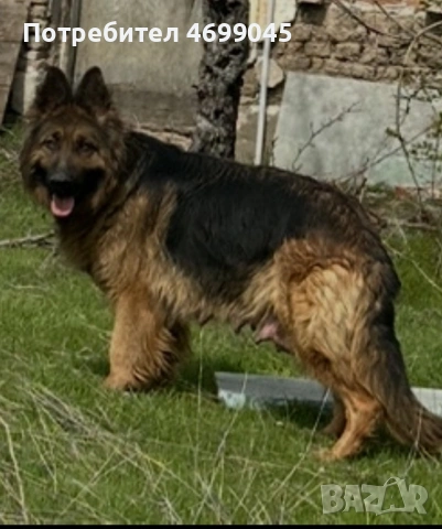 Немска овчарка старонемска , снимка 5 - Немска овчарка - 52971114