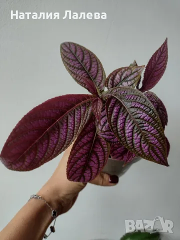 Персийски щит, Strobilanthes dyerianus