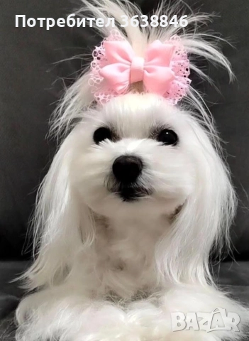 малтийска болонка тeakup, снимка 2 - Болонка - 52771421