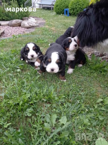 Бернски зененхунд , снимка 5 - Други - 41309362