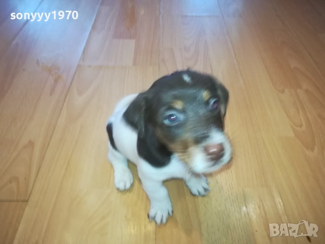 КУЧЕНЦА ДЖАК РЪСЕЛ 250ЛВ ЗА БРОЙ 1510251740, снимка 11 - Джак ръсел териер - 52065544