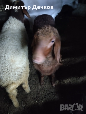 Агнета за разплод или за клане 