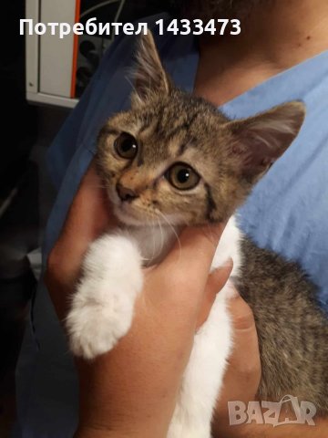 Търся изгубено коте (парично възнаграждение) 