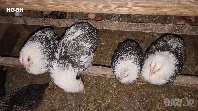 свободни петлета от Сребърно брезе и фризийска кокошка-страхотни представители 