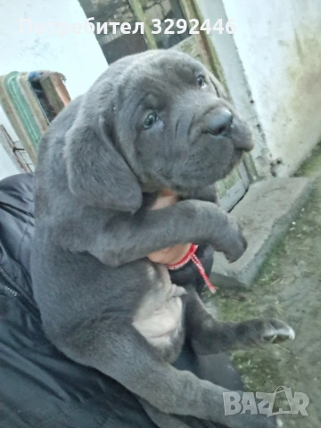 Малки сладурковци! , снимка 3 - Кане корсо - 53842790