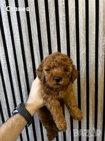 Мини Пудел Момчета / Mini Poodle Boys, снимка 7 - Померан - 55655687