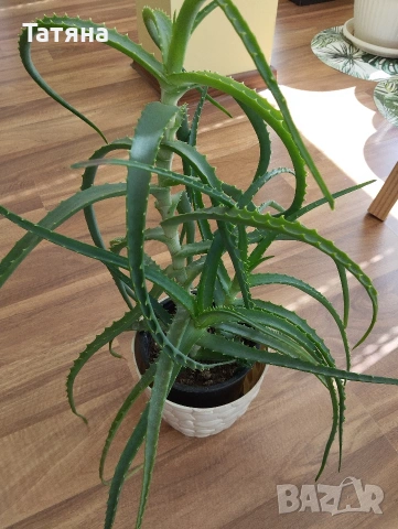 Алое, снимка 3 - Стайни растения - 53663631
