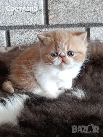 Екзотично късокосместа коте 🐈, снимка 4 - Персийска - 53119277