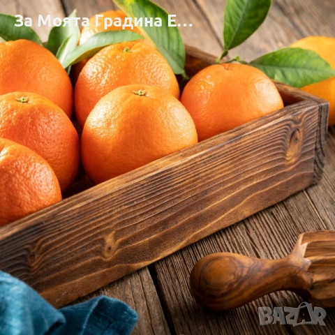 Портокал - Облагороден! , снимка 3 - Градински цветя и растения - 53623132