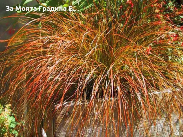 Карекс Декоративна трева, снимка 2 - Разсади - 49494706