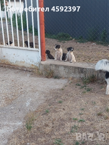 Кученца , снимка 8 - Други - 51697464