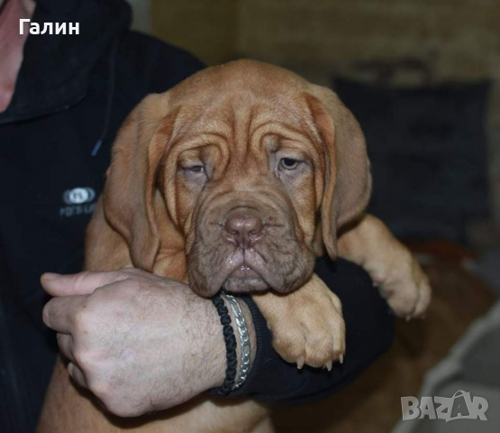 Дог бордо,Дог де Бордо, френски мастиф 