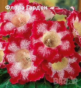 КАЛА, ГЛОКСИНИЯ - Грудки - ПРЕДВАРИТЕЛНИ ПОРЪЧКИ, снимка 10 - Градински цветя и растения - 53659916