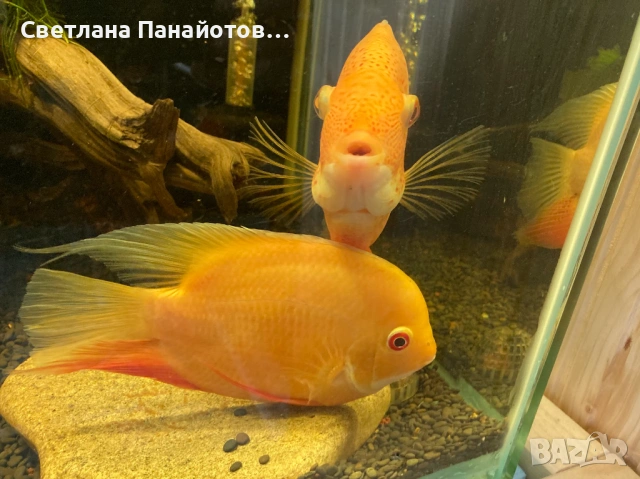 Аквариум 560л 200х45х60 + метална стойка, снимка 5 - Оборудване за аквариуми - 53537191