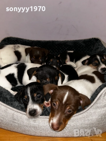 джак ръсел-кутре на 2 месеца 2710250900, снимка 2 - Джак ръсел териер - 52193304