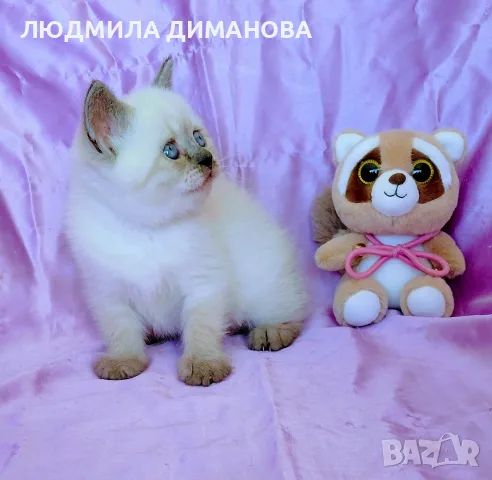 Шотландско момиче със сини очи. , снимка 3 - Британска късокосместа - 56358555