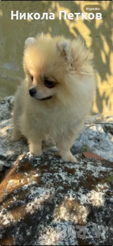 Померан мини , снимка 1