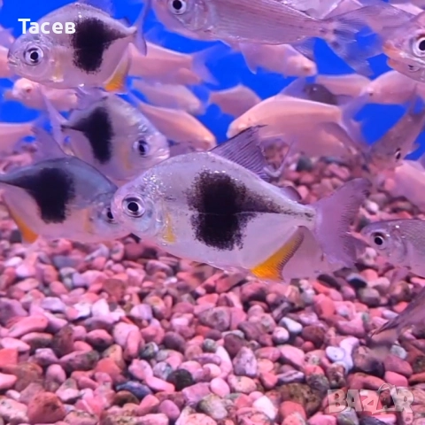 Милеус блекбери 5см