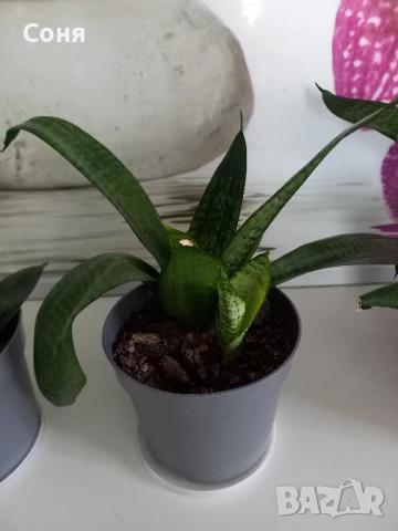 Сансевиера Хани, снимка 3 - Стайни растения - 51009621