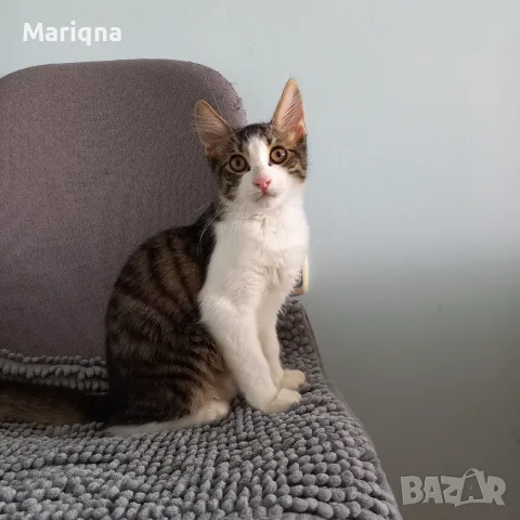 Подарявам мъжко котенце, снимка 14 - Други - 55825234