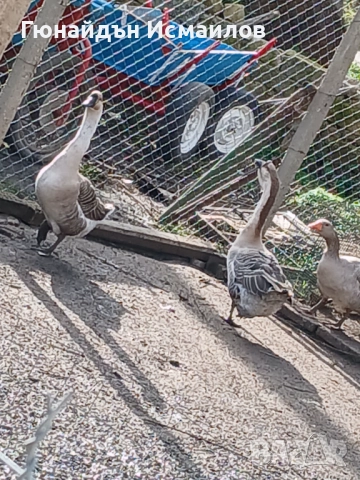 Гъски 4 бр 2 бр лебедови 2 бр селски 