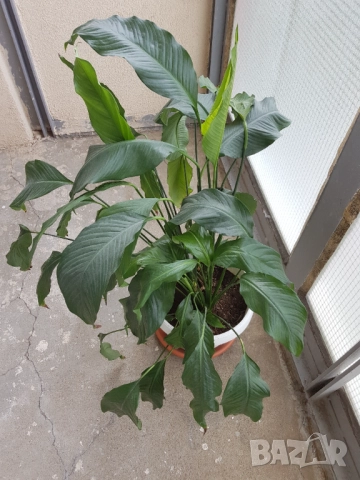 Стайни цветя в саксии